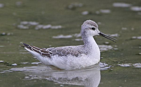 Wilson's Phalarope