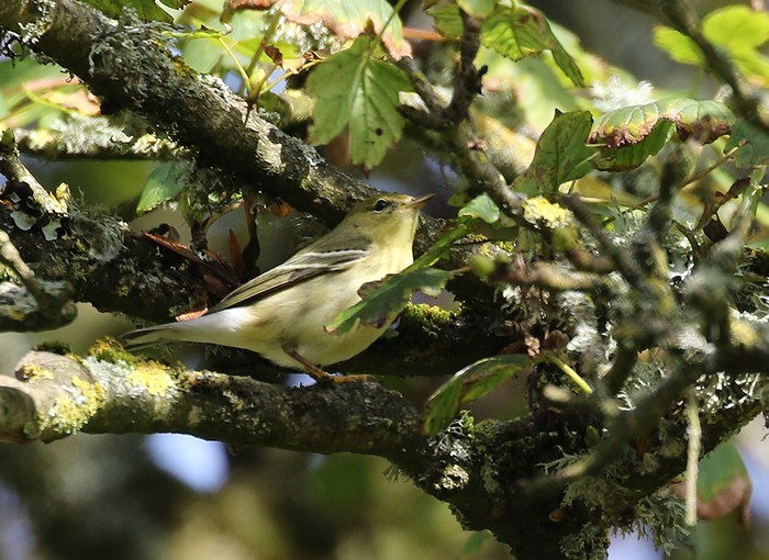 Blackpoll Warbler