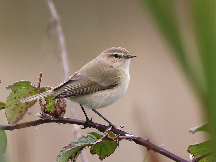 Siberian Chiffchaff