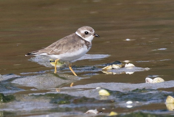 Semipalmated Plover