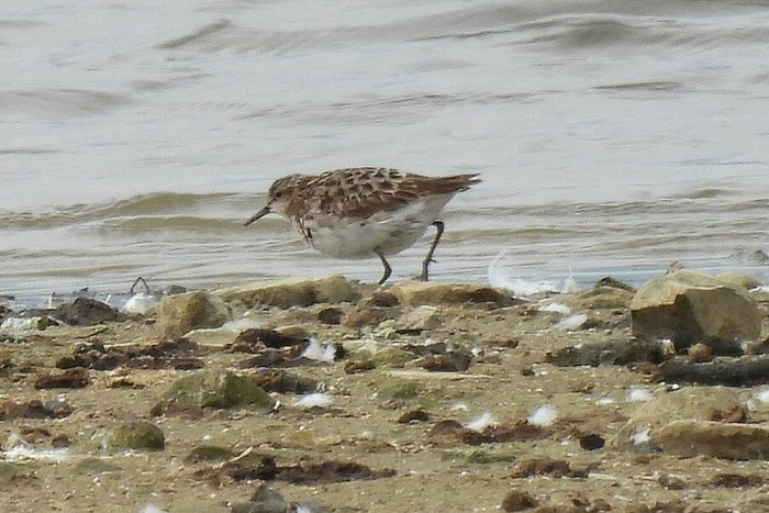 Long-toed Stint