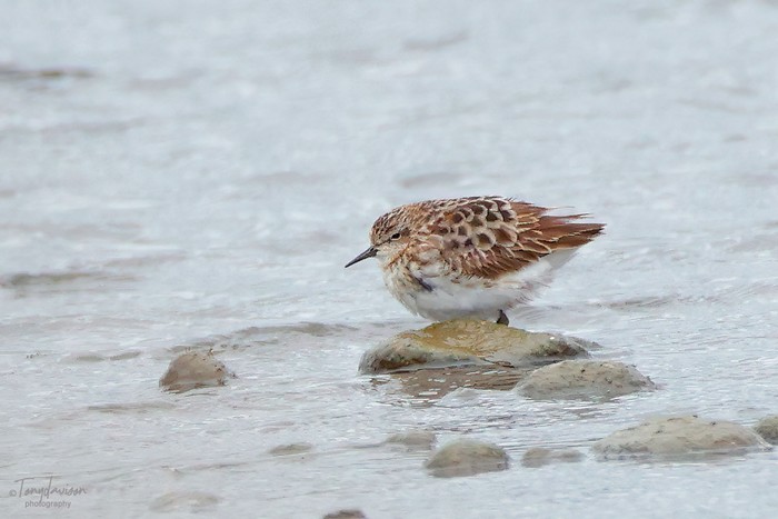 Long-toed Stint