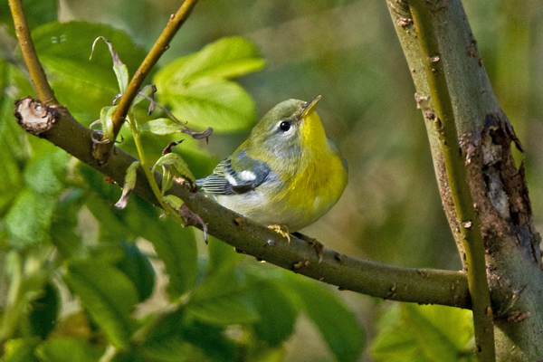 Northern Parula