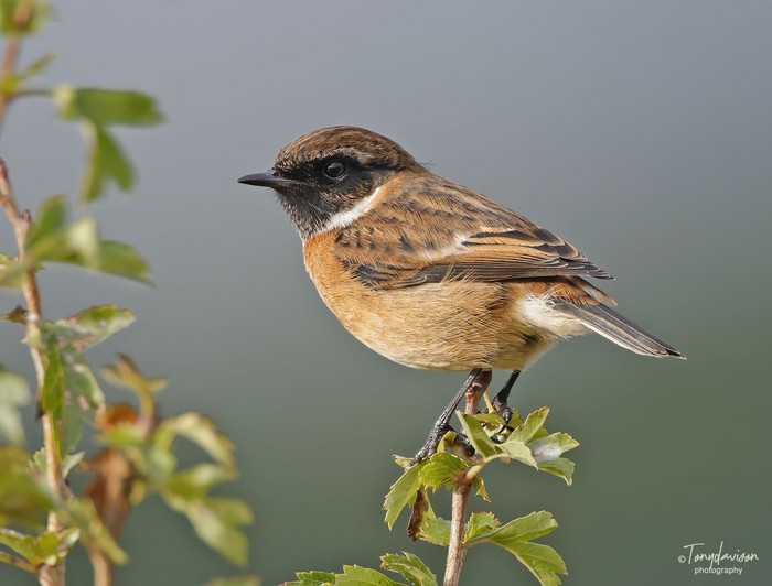 Stonechat