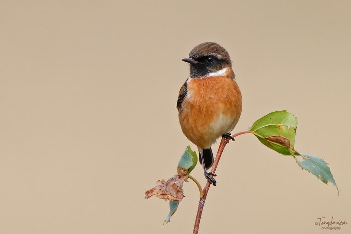 Stonechat