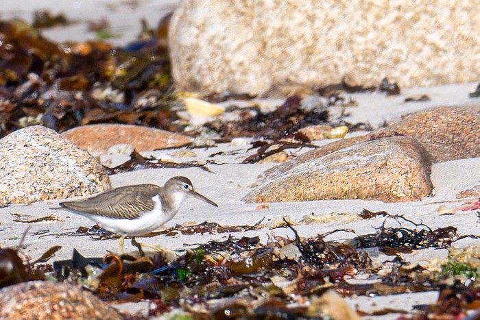 Spotted Sandpiper