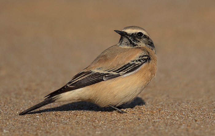 Desert Wheatear