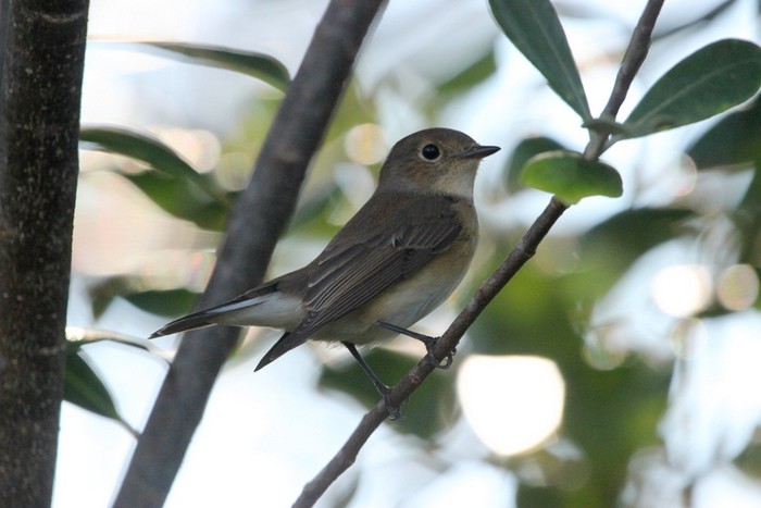 Red-breasted Flycatcher