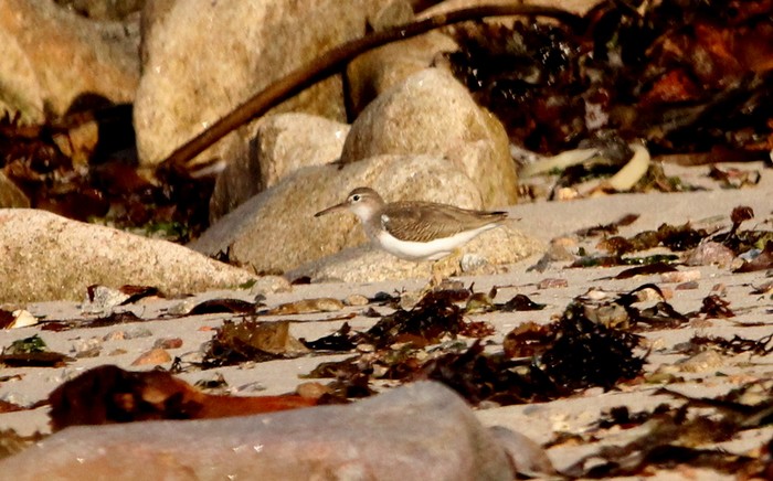 Spotted Sandpiper