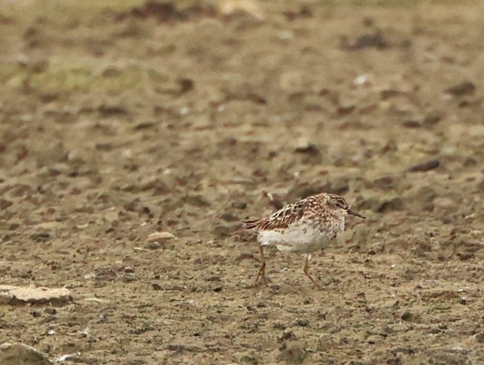 Long-toed Stint