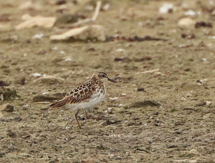 Long-toed Stint