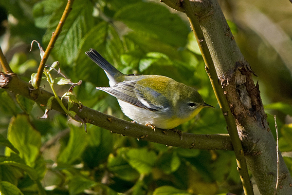 Northern Parula