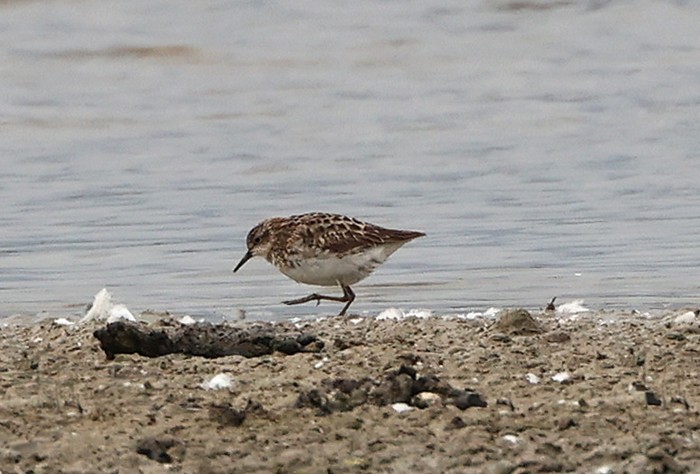 Long-toed Stint
