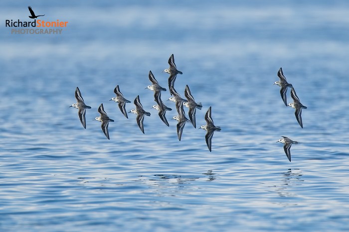 Sanderling