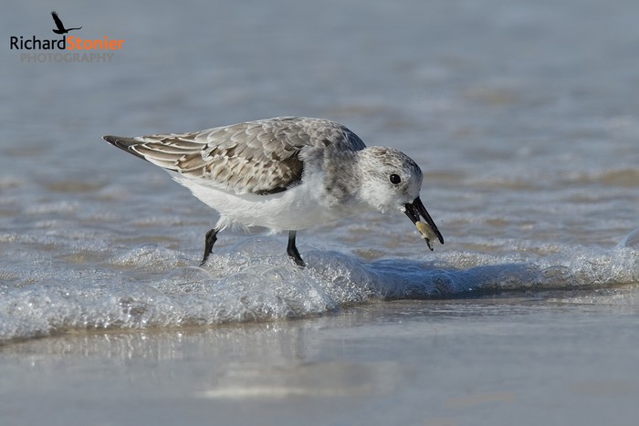 Sanderling