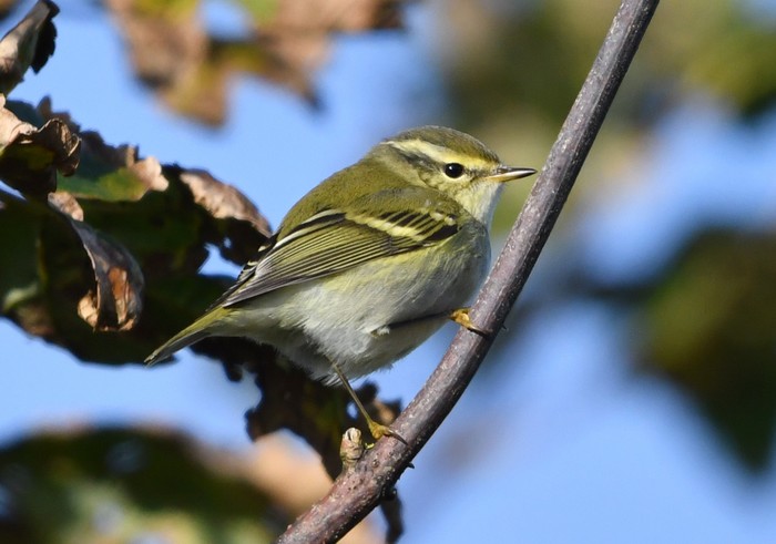 Yellow-browed Warbler