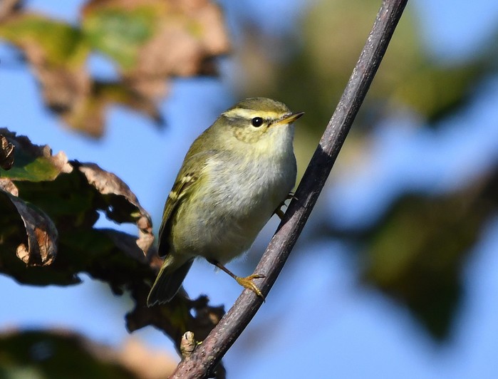 Yellow-browed Warbler