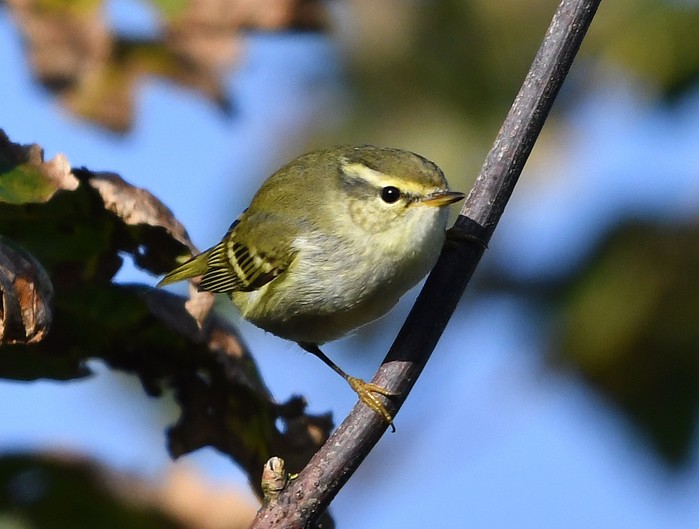Yellow-browed Warbler