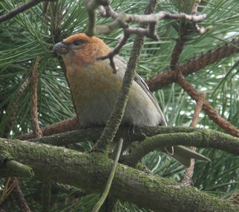 Pine Grosbeak