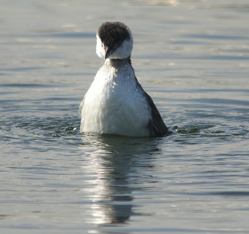 Slavonian Grebe