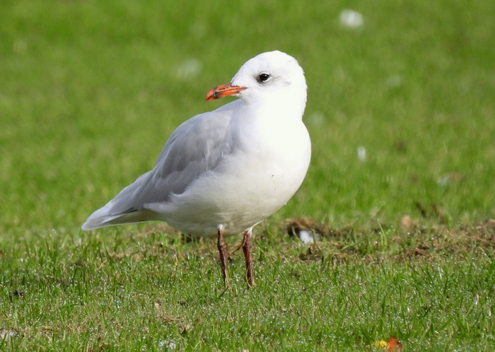 Mediterranean Gull