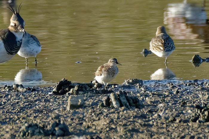 Long-toed Stint