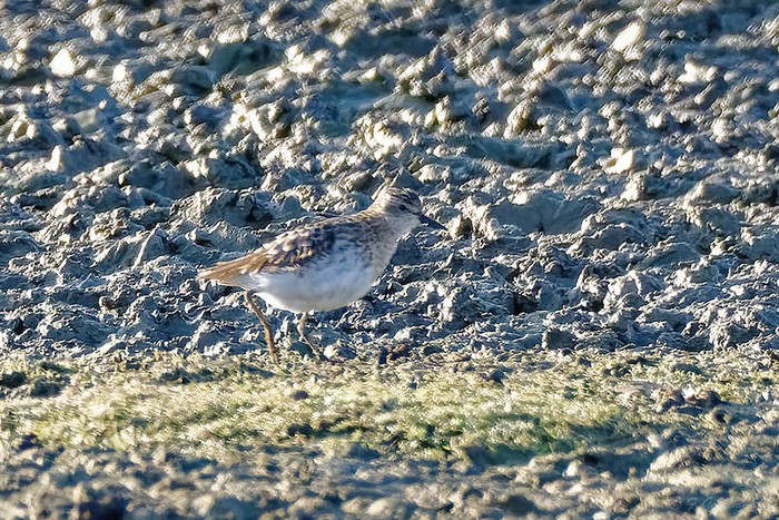 Long-toed Stint