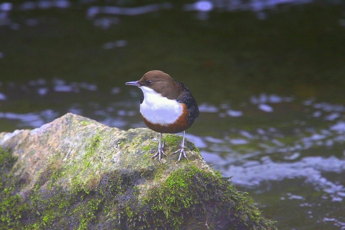 Dipper