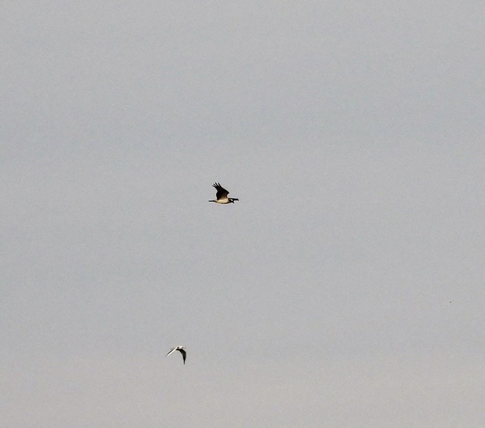 Osprey