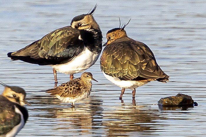 Long-toed Stint