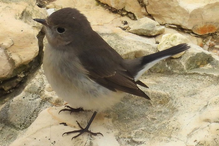 Taiga Flycatcher