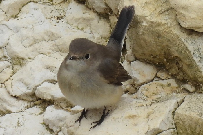 Taiga Flycatcher