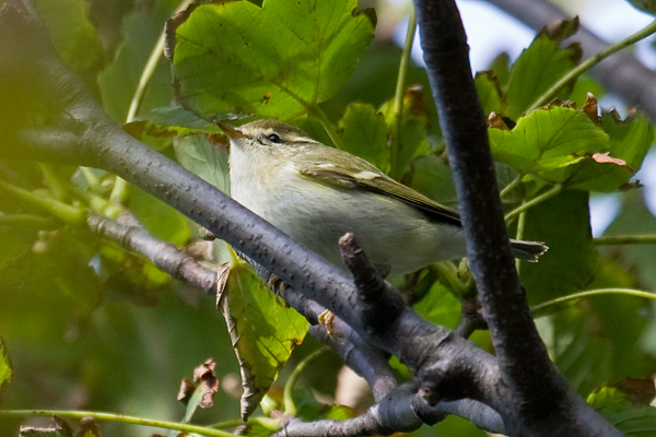 Yellow-browed Warbler