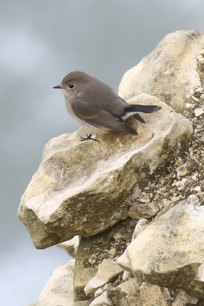 Taiga Flycatcher