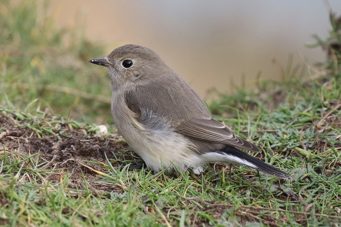 Taiga Flycatcher