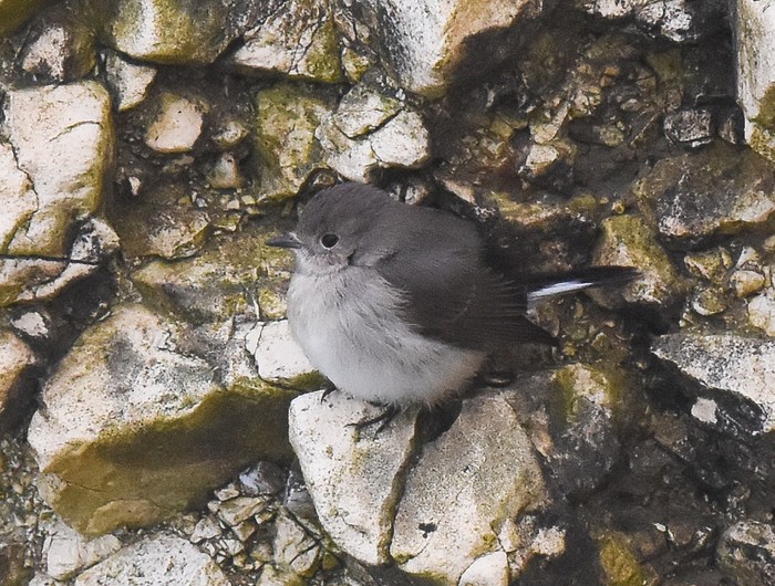 Taiga Flycatcher