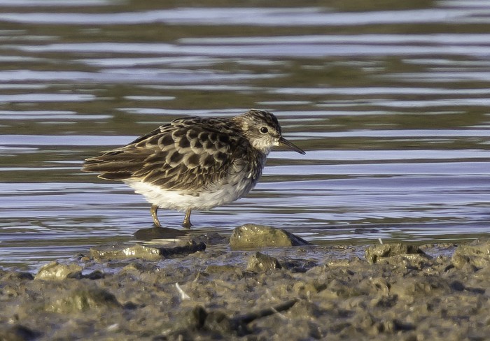 Long-toed Stint