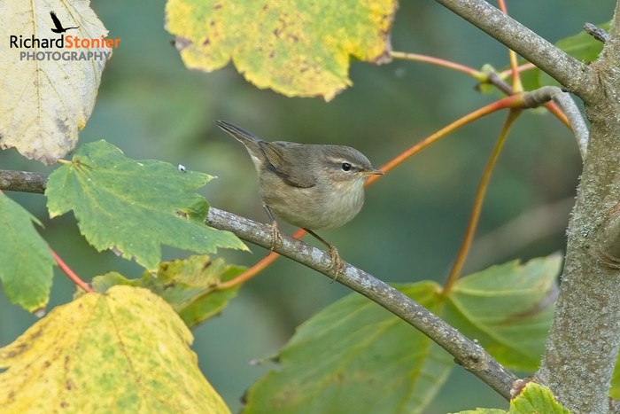 Dusky Warbler