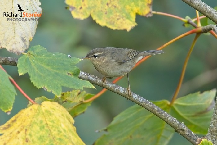 Dusky Warbler