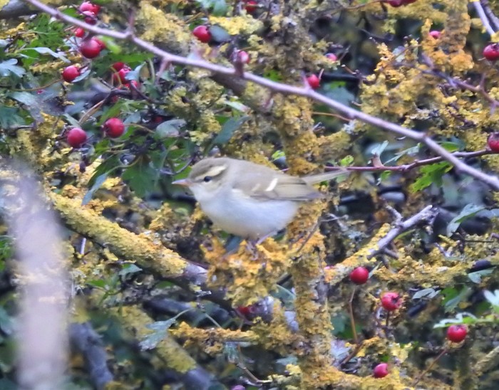 Two-barred Greenish Warbler