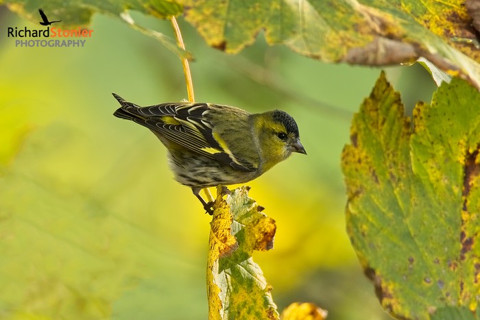 Siskin