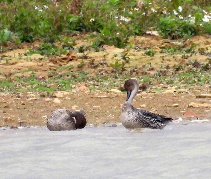 Pintail