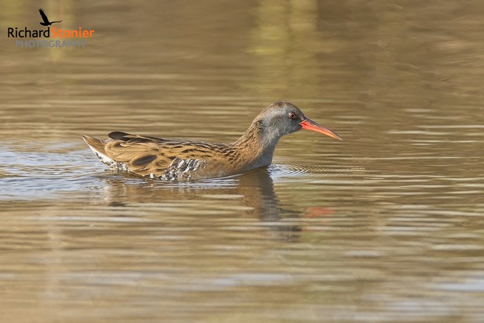 Water Rail