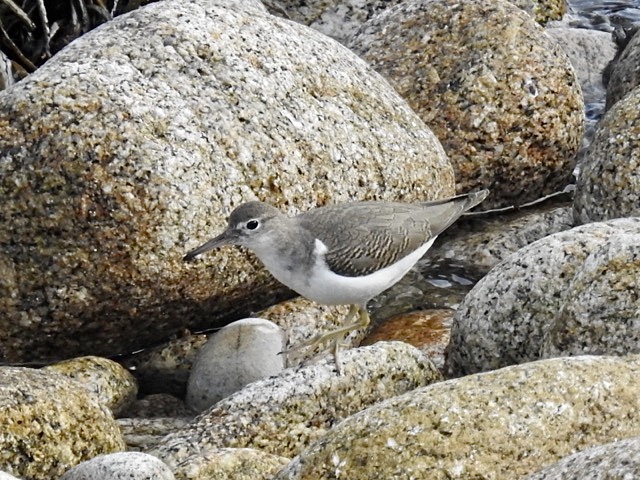 Spotted Sandpiper