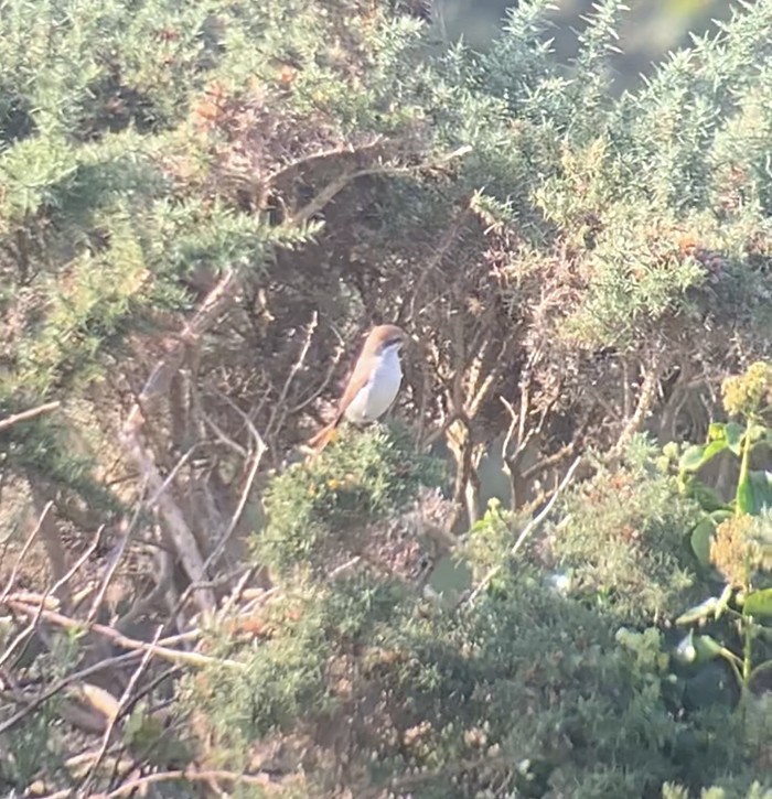 Red-backed Shrike