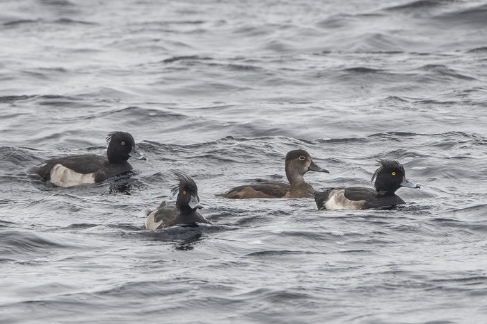 Ring-necked Duck