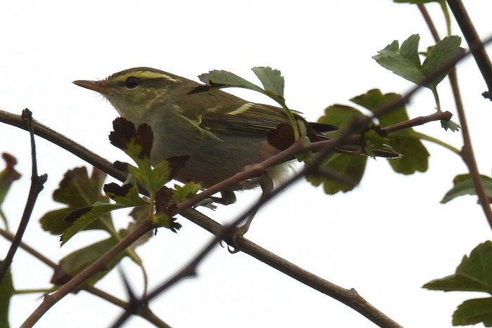 Two-barred Greenish Warbler