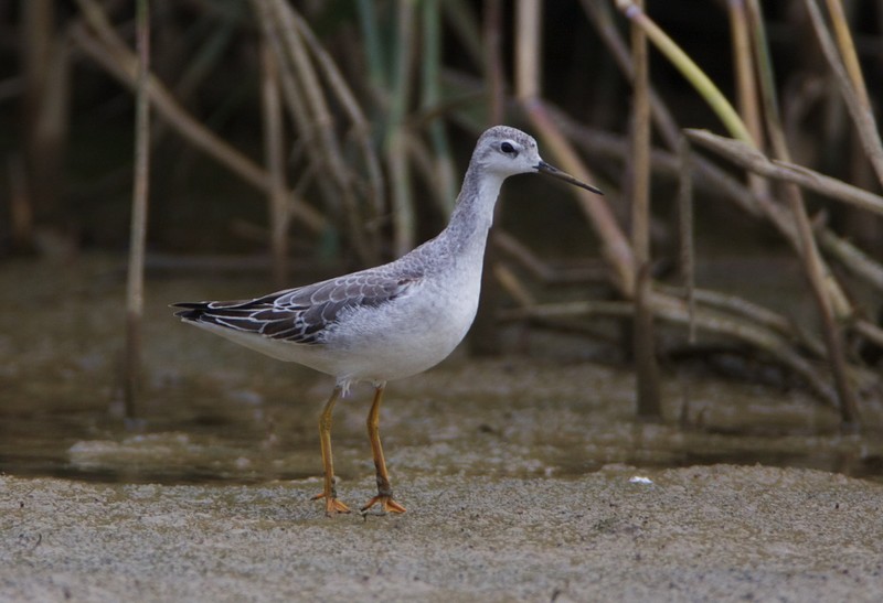 Wilson's Phalarope