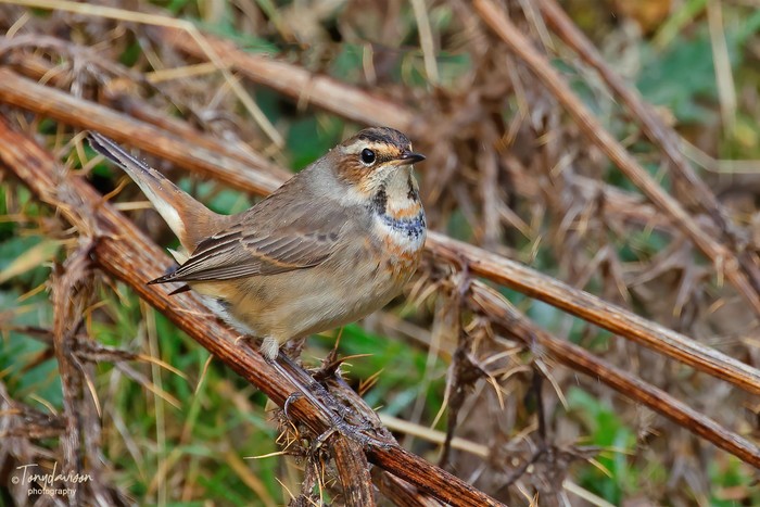 Bluethroat