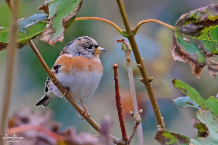 Brambling